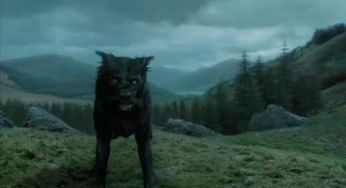 哈利波特中小天狼星的阿尼玛格斯形态的黑狗的品种 