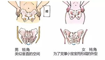 屁股大的女人好生养 你大你先生