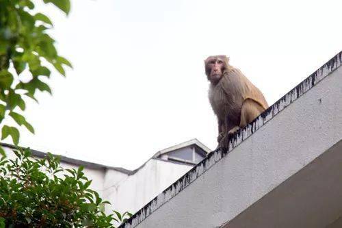 萧山一酒店有猴群出没,工作人员说最多一次来了20只 专家表示很困惑