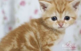如何养好一只小橘猫？