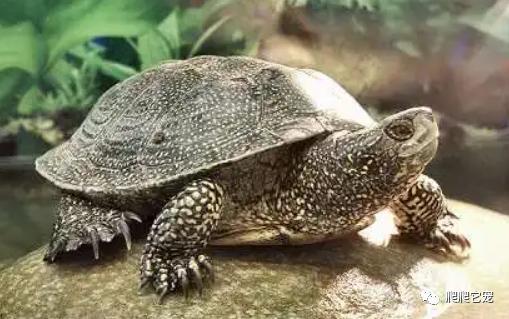 凤凰涅槃,越养越惊艳的龟 欧洲泽龟