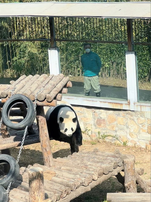 周末要去看熊猫萌兰的姐妹,都给我存下来 