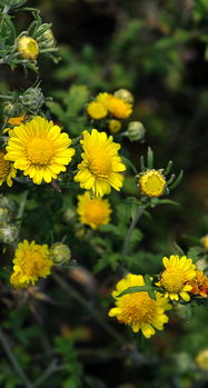 《山菊花》,电影《山菊花》剧情简介