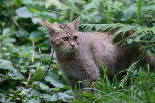 家里来了一只野猫,赶都赶不走,说明什么意思 