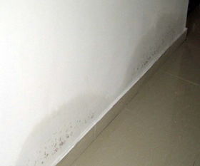 墙面渗水是什么原因 墙面渗水如何处理 