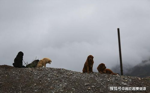 流浪藏獒会不会跟澳洲野狗一样,野化成高原捕食者,威胁到雪豹