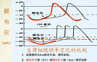 膜电位与静息电位到底有什么区别，什么时候说膜电位什么时候又是静息电位