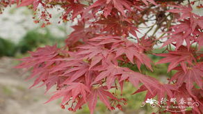 红鸡爪槭,怎样区分日本红枫