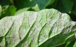 蔬菜霜霉病怎么治,瓜类蔬菜霜霉病造成严重损失，该如何防治霜霉病的发生