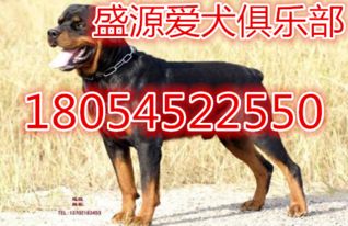 江苏罗威纳犬犬崽养殖场价格和最新养殖技术视频