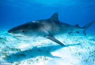 鲨鱼为色盲 身着蓝色潜水服可躲避袭击 图 