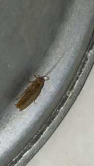 这是什么虫子,跑的很快,家里太多了 是蟑螂吗 