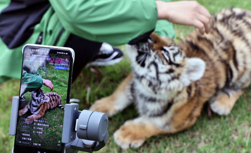 2022年4月30日,在江苏省南通市,南通森林野生动物园的工作人员向网友讲解和东北虎相关的知识。 (人民视觉/图)