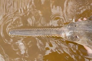 大型濒危鱼类锯鳐能在自然环境下处女生殖 