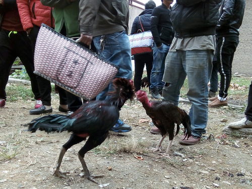 越南斗鸡在中国繁殖不了纯种,很多人不知道真正的原因