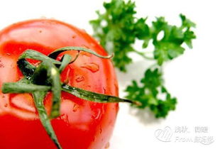 孕妇可以吃西红柿吗 孕妇吃西红柿要注意些什么
