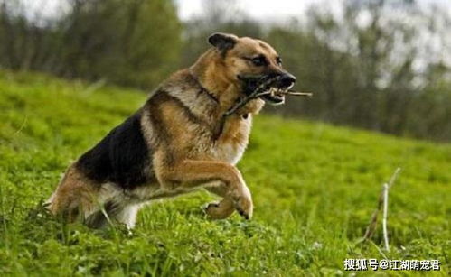 城市禁养的5种宠物犬,中华田园犬上榜让人意外