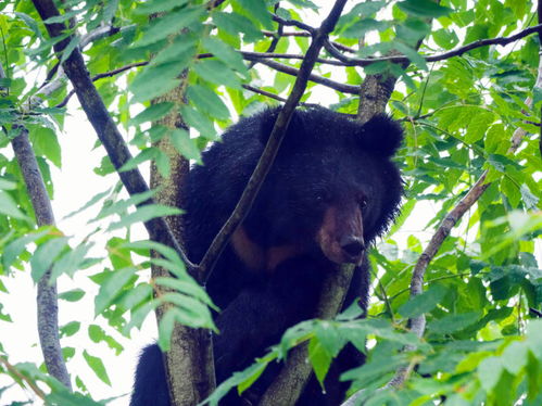 视频 四川青川一黑熊偷吃蜂蜜后上树呼呼大睡