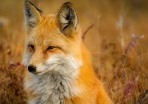 2019 2020年狐狸养殖的前景如何 饲养管理技术有哪些