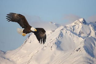 雪域雄鹰中的雪山之鹰是在哪一集死的 