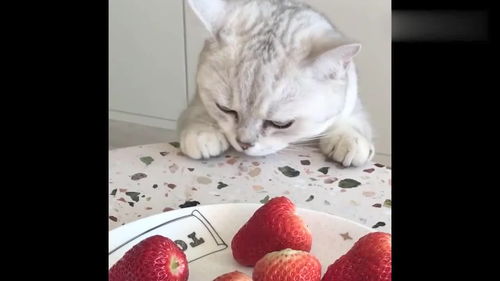 家里养了只可爱的银渐层小猫咪,天天偷我草莓吃 被我抓到了吧 