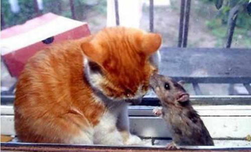 二货主人将老鼠和猫关一起,以为有场厮杀,看见这幕却懵了