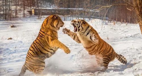 老虎的天敌是哪种动物 就算强悍的东北虎,也有害怕的存在