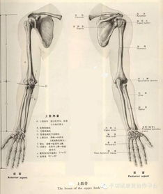上肢骨有哪些形态特征和体态标志有合作用(上肢骨的形态特征和体表标志)