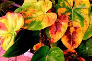 水培红掌怎么养叶子不发黄,盆栽红