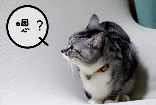为什么猫咪有时会发出 嗯 的声音