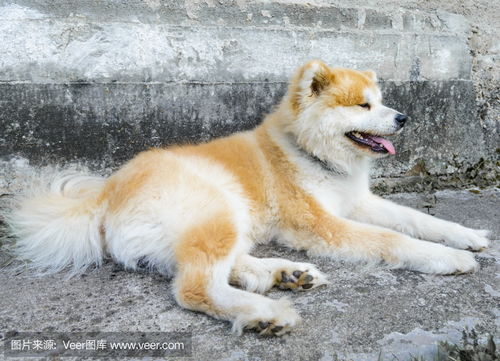 秋田犬akita币新上线交易所,秋田币是什么币