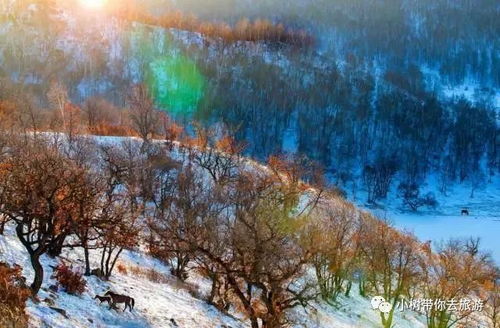 小树旅游 雪乡雪谷冰雪三日游 带你嗨翻雪季,过个不一样的雪季,约你一起雪乡走起,火爆报名中 