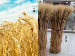 小麦和大麦的区别,大麦和小麦的区别是什么？都是磨成面粉的吗？