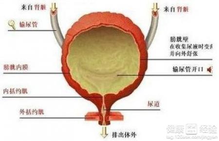 膀胱炎会尿频吗
