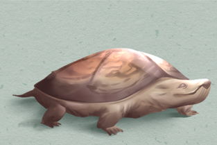 梦见海龟 梦见海龟梦境解析-图2