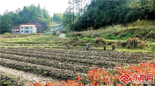 三明尤溪八字桥乡 无花果种植助农增收