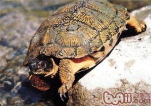 木雕水龟 搜狗百科 