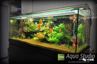 国外海水鱼水族馆 Aqua Studio 水族馆