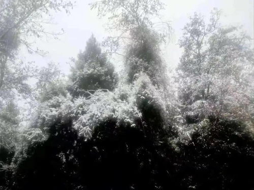 下雪了 南部的第一场雪来啦