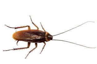 蟑螂为什么又叫做臭虫,难道是因为蟑螂很臭吗 
