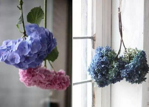 哪些花可以做干花 考拉园艺网带你了解干花的制作方法
