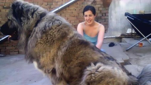 世界上最凶猛的狗,体重可达400斤,堪称宠物界的猛兽 