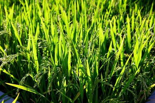 稻子什么季节成熟收割成熟期是几月份,稻子是什么季节收割的
