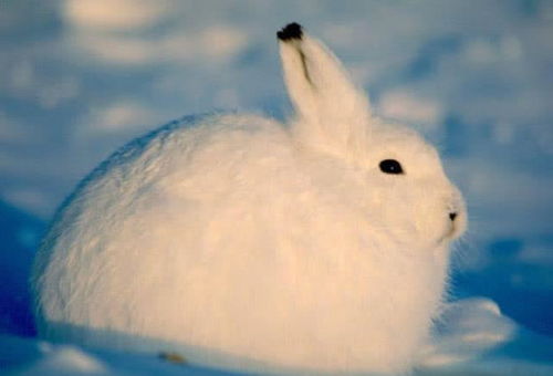 颜值最萌的兔子,团起来就是一团雪球,但是一旦站起来形象就毁了