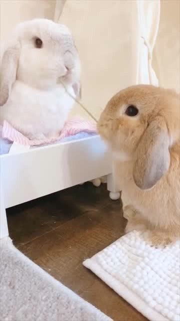 小兔子比赛吃青草,我觉得小白兔会赢,你们觉得呢 