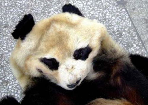 中国唯一一只金色大熊猫