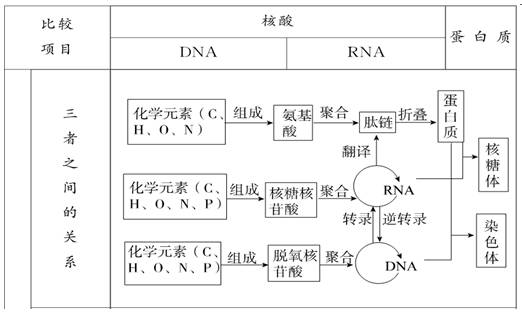 核酸和蛋白质是什么关系