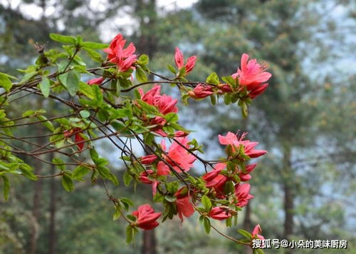 室内种一棵 映山红 只需做好这3点,花开爆盆 养出大花树