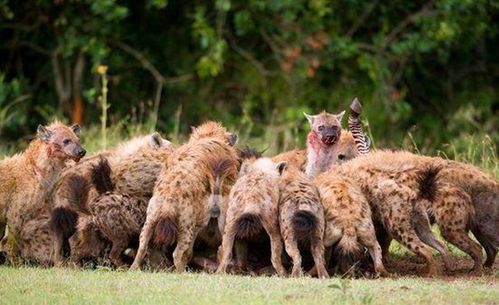 鬣狗经常挑衅狮群,为何狮子对它只是杀而不食呢