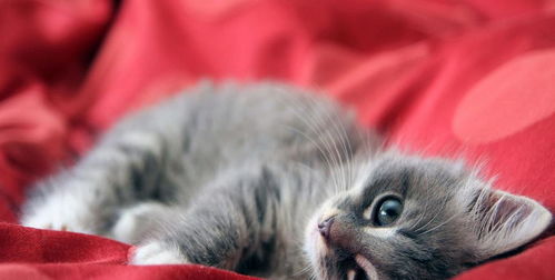 毛绒绒的小猫咪,眼睛圆溜溜的十分漂亮 